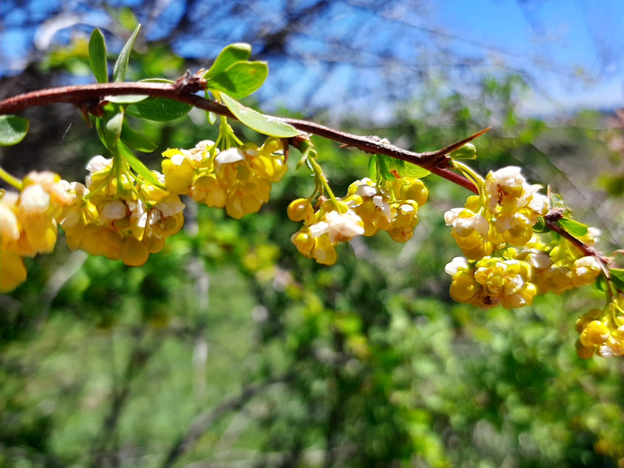 Berberis crataegina