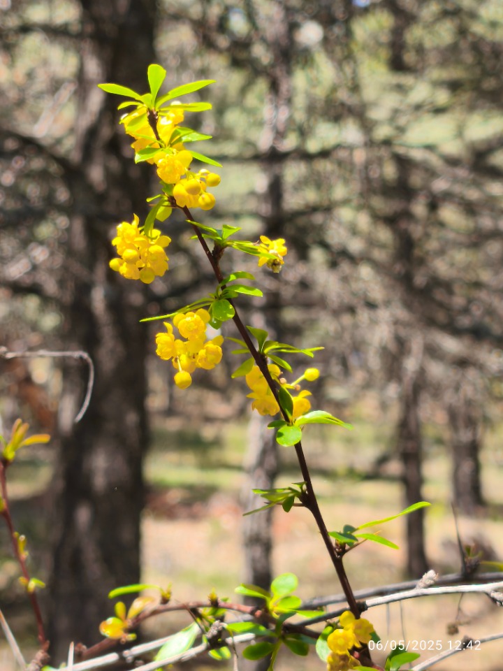 Berberis crataegina