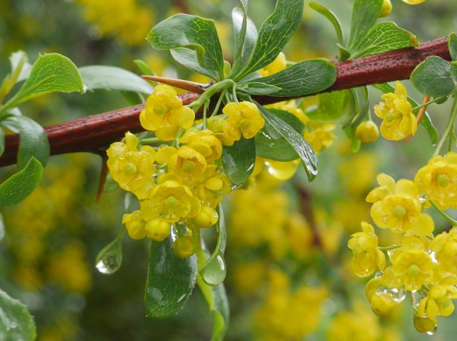 Berberis crataegina