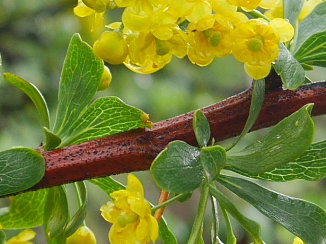 Berberis crataegina