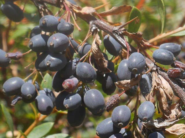 Berberis crataegina