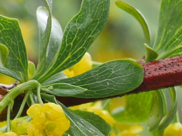 Berberis crataegina