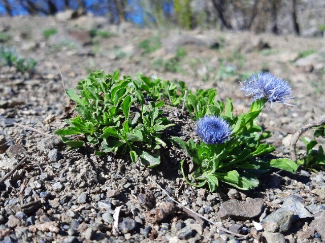 Globularia trichosantha