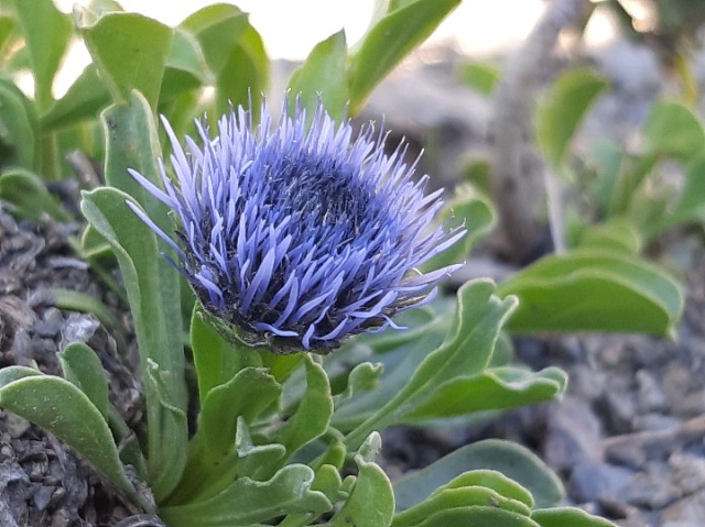 Globularia trichosantha