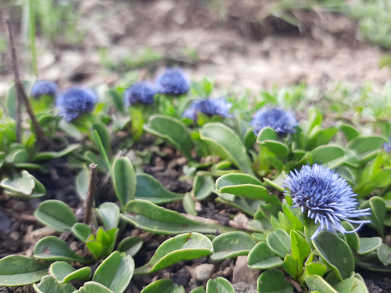 Globularia trichosantha