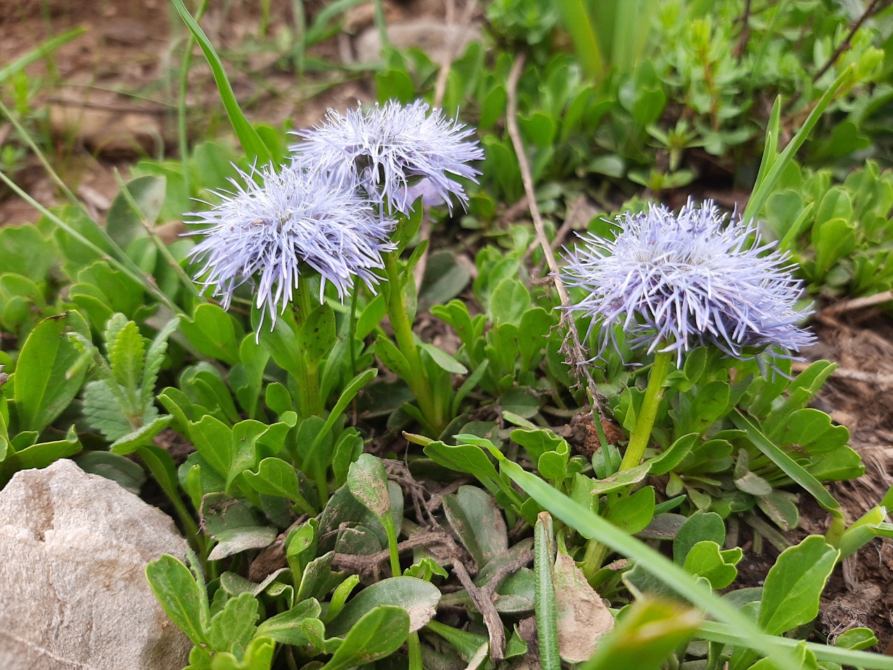 Globularia trichosantha