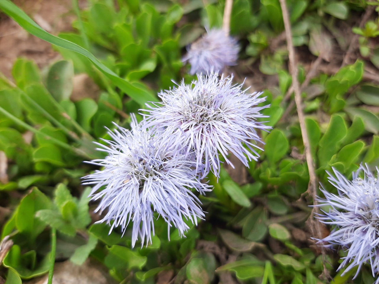 Globularia trichosantha