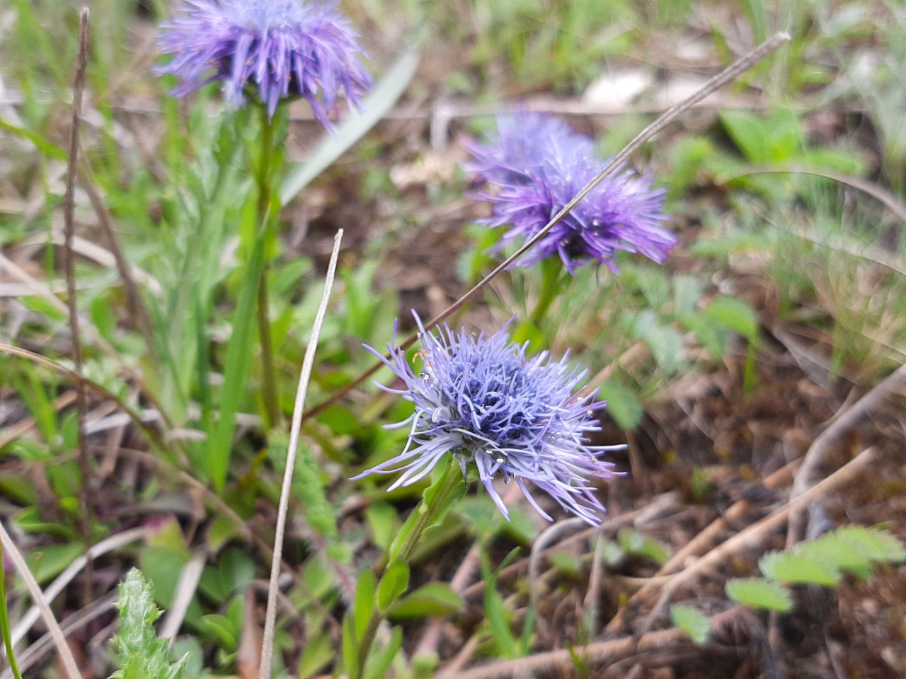 Globularia trichosantha