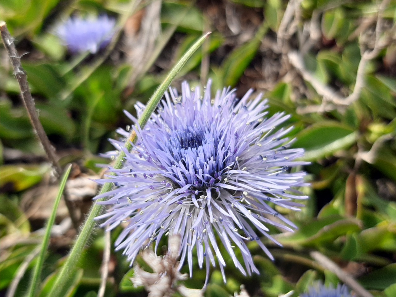 Globularia trichosantha
