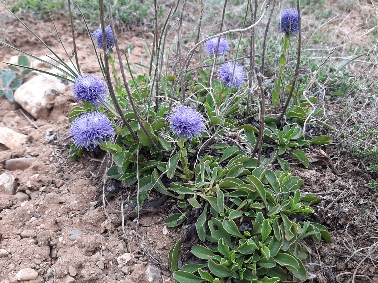 Globularia trichosantha