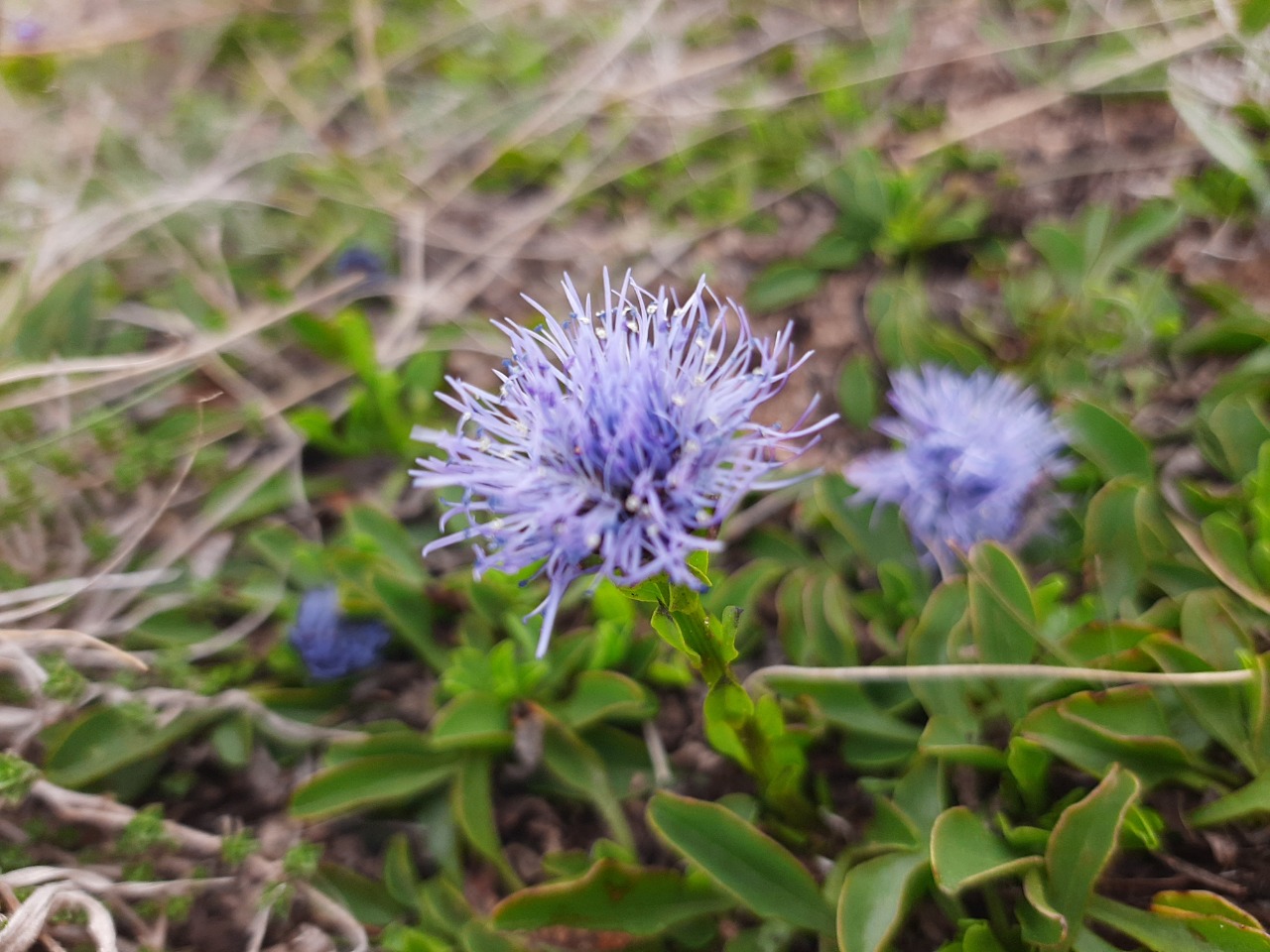 Globularia trichosantha