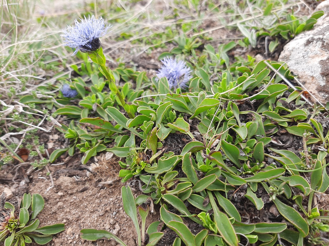 Globularia trichosantha