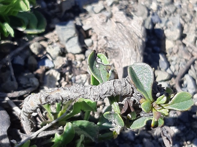 Globularia trichosantha