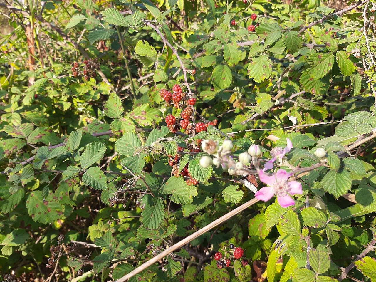 Rubus caesius