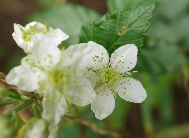 Rubus caesius