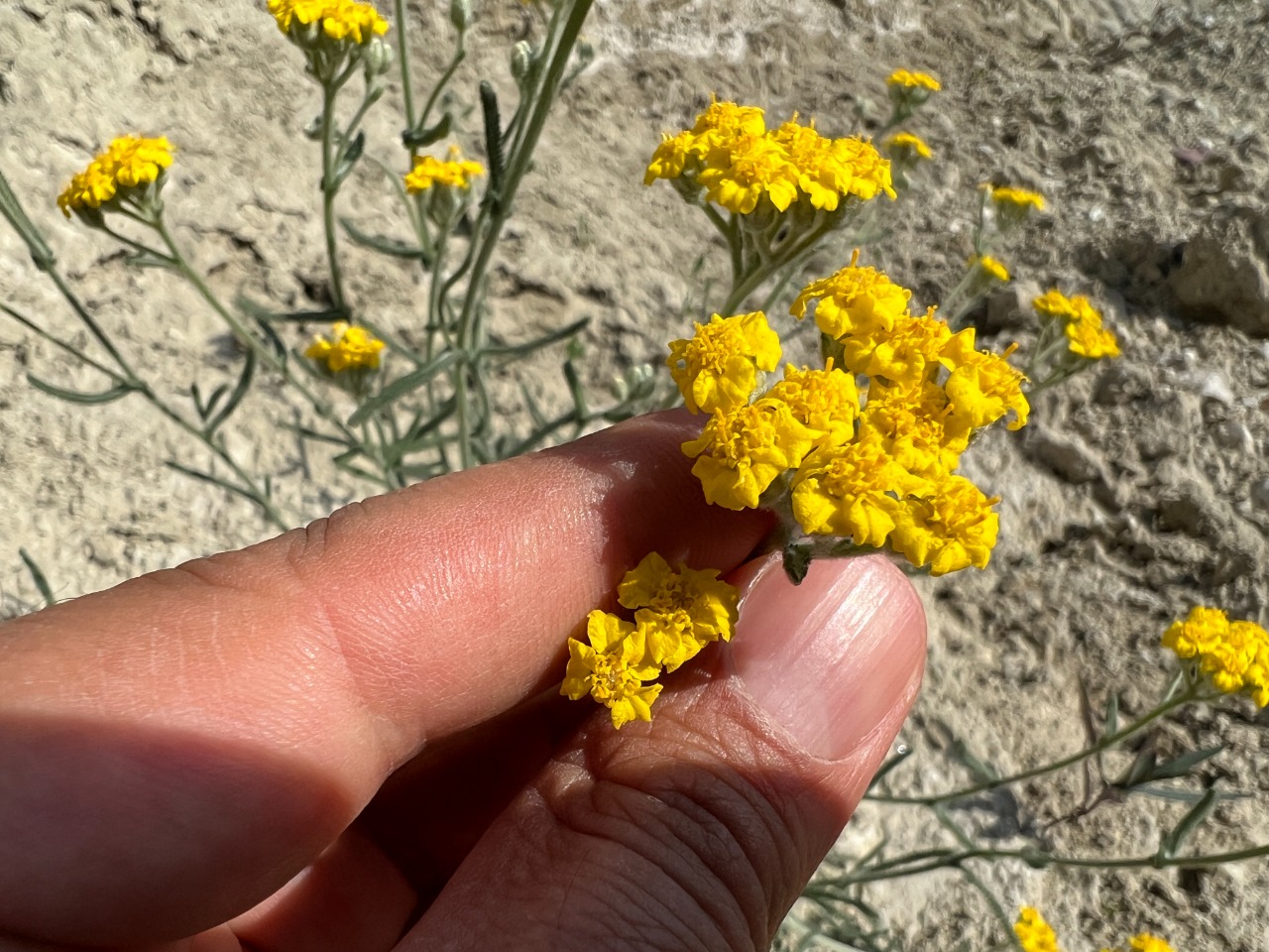 Achillea gypsicola