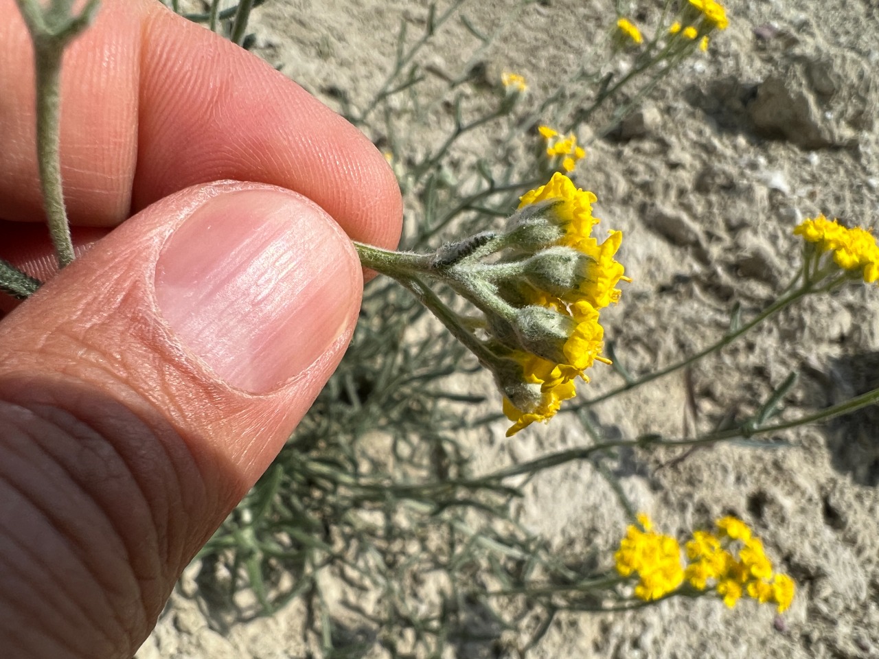 Achillea gypsicola