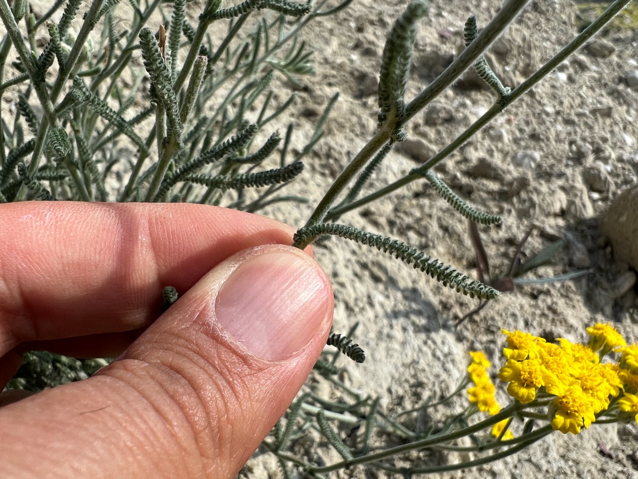 Achillea gypsicola