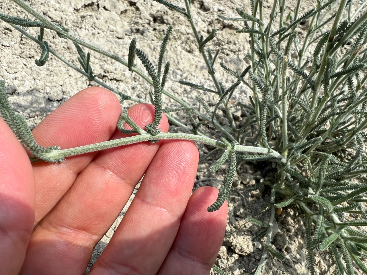 Achillea gypsicola