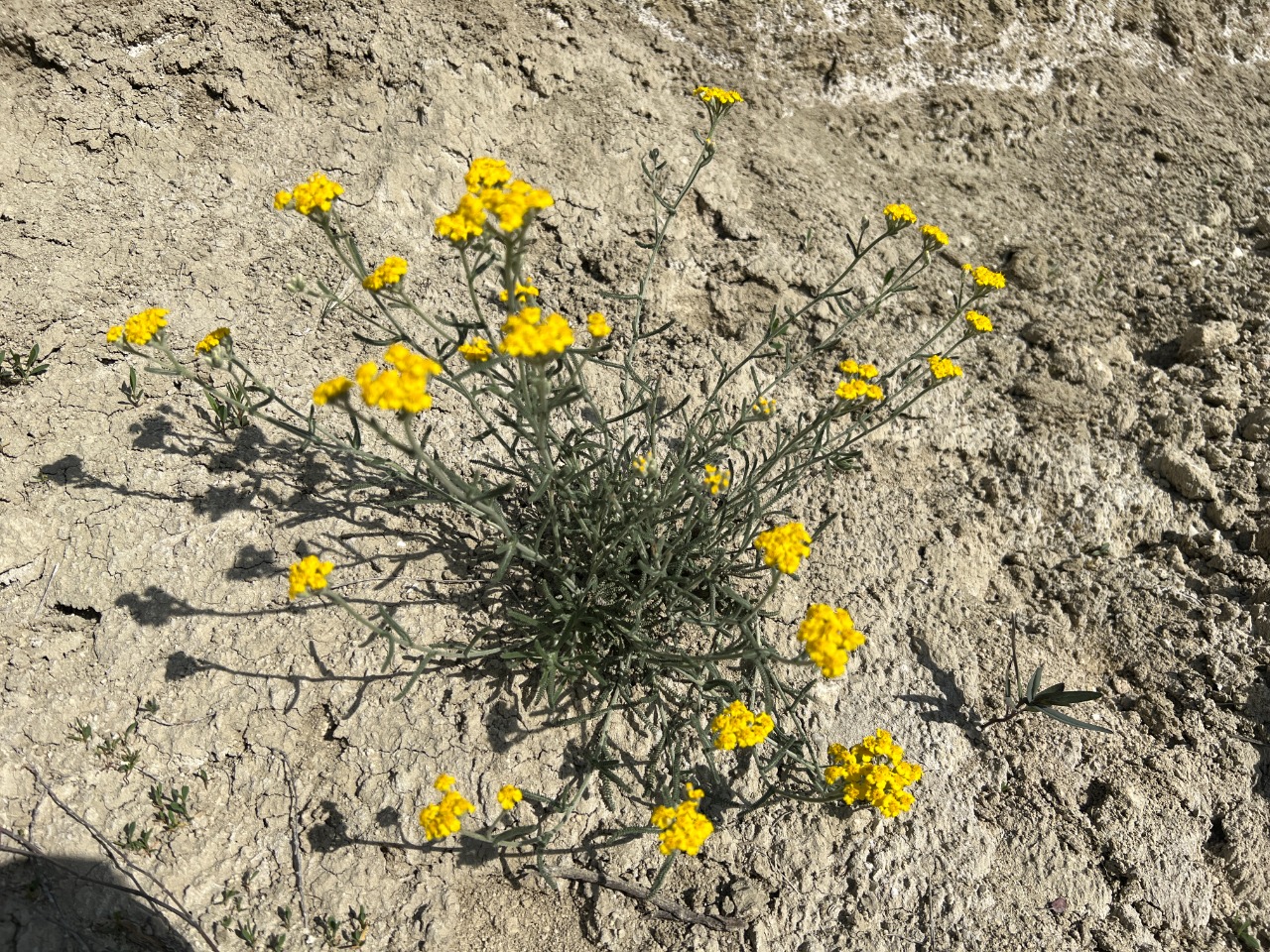 Achillea gypsicola