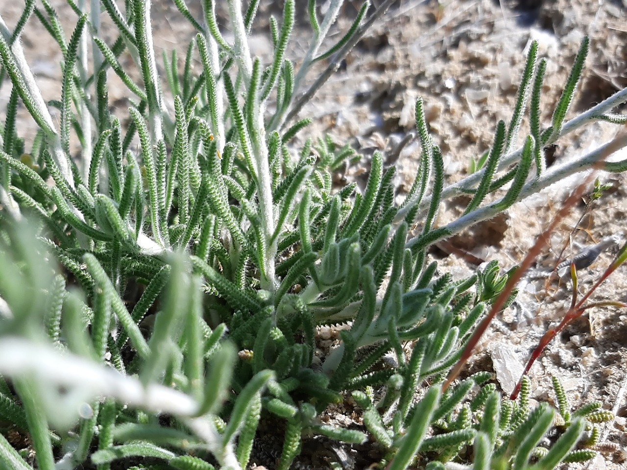 Achillea gypsicola