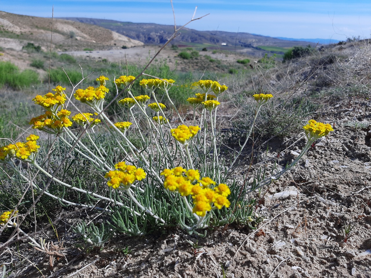 Achillea gypsicola