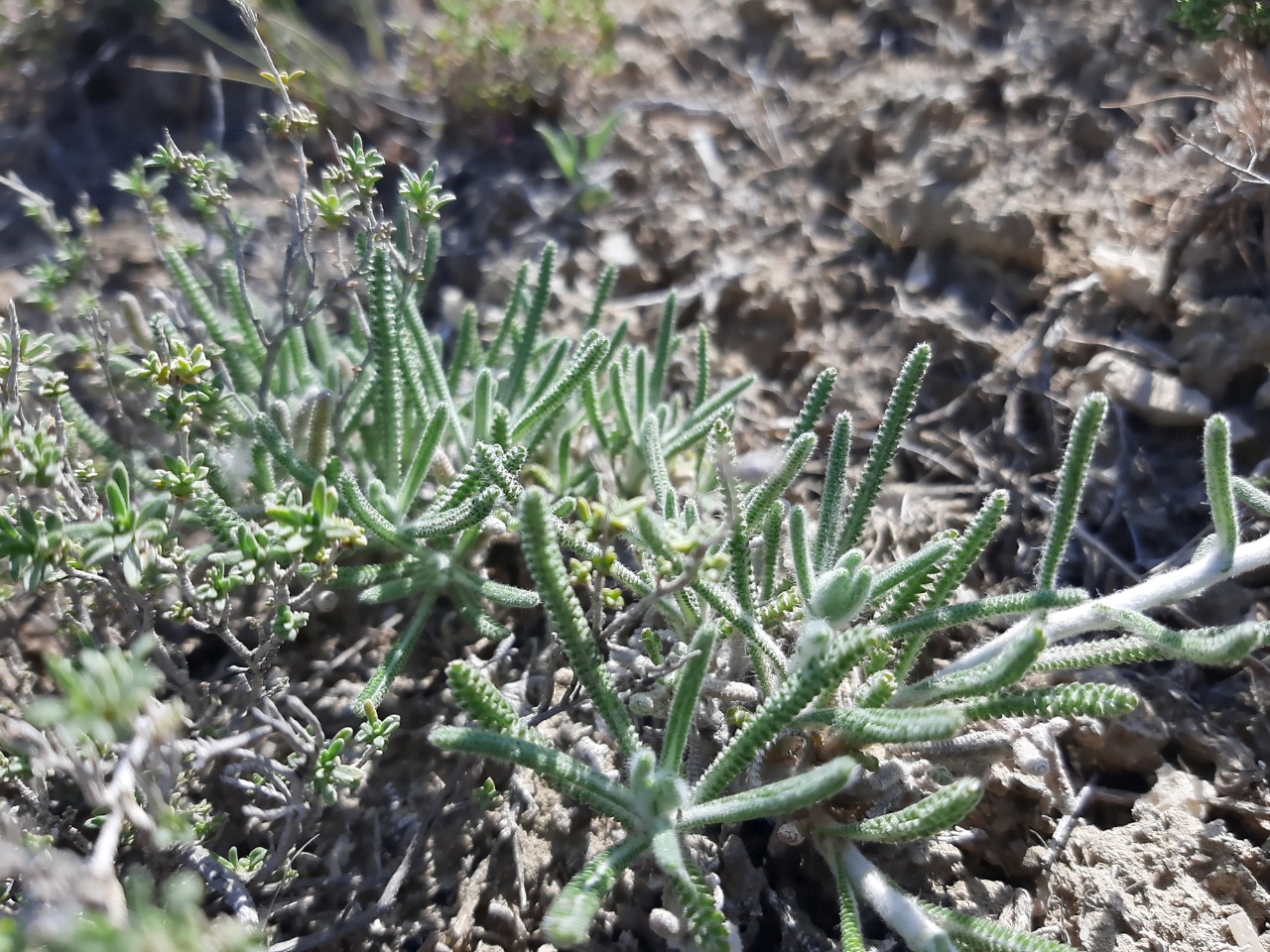 Achillea gypsicola