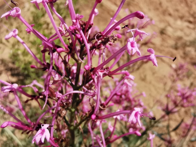 Centranthus longiflorus