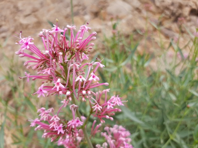 Centranthus longiflorus