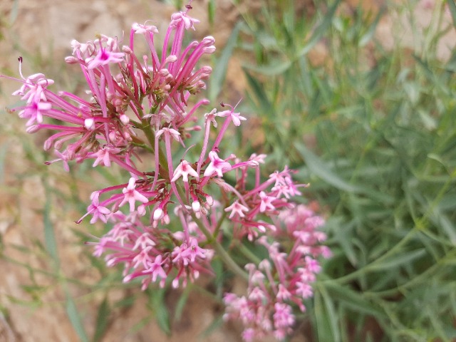 Centranthus longiflorus