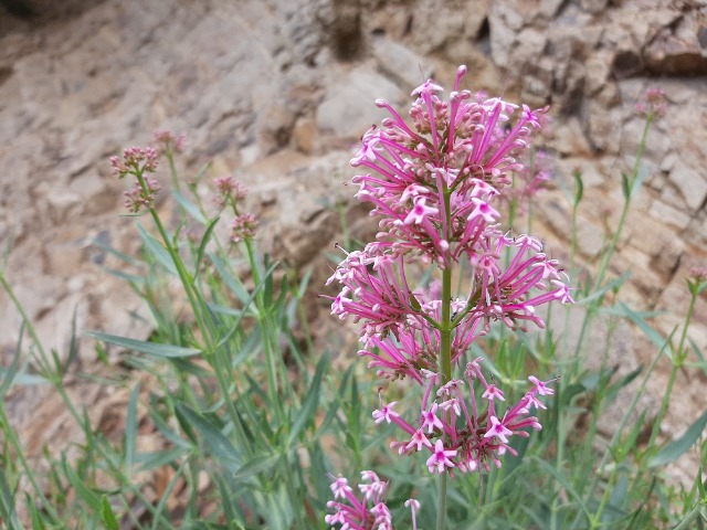 Centranthus longiflorus
