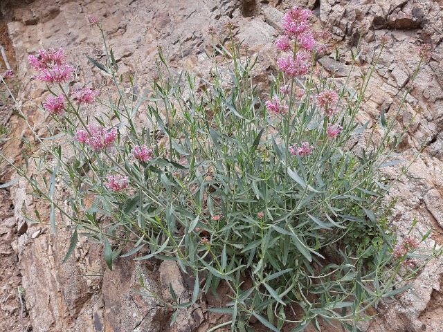 Centranthus longiflorus