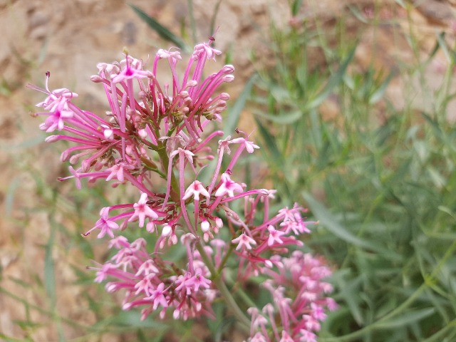 Centranthus longiflorus