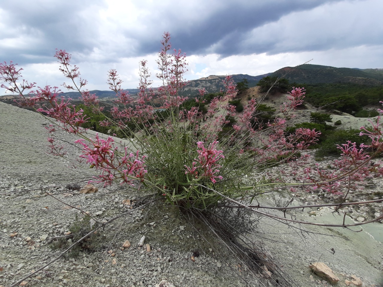 Centranthus longiflorus