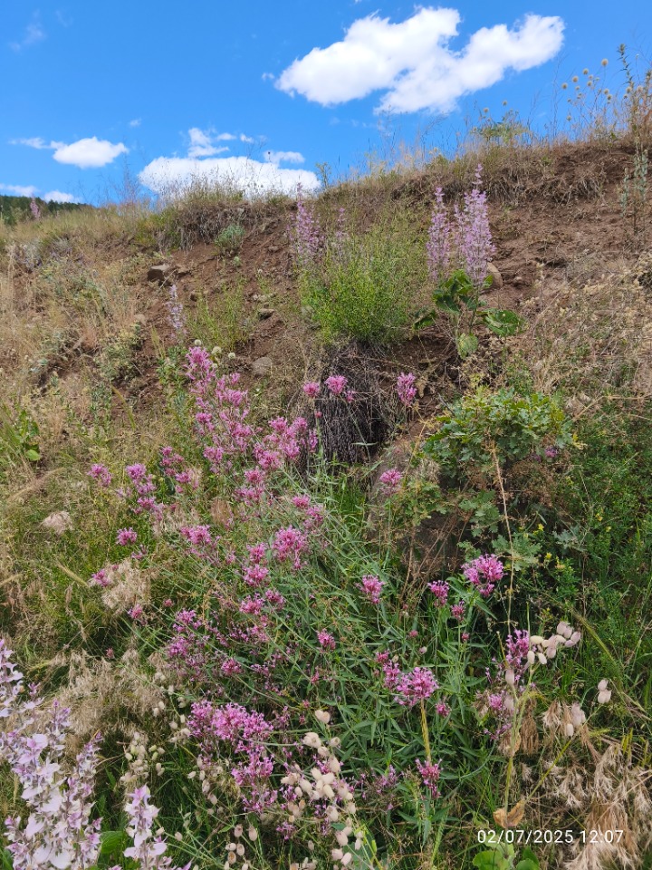 Centranthus longiflorus