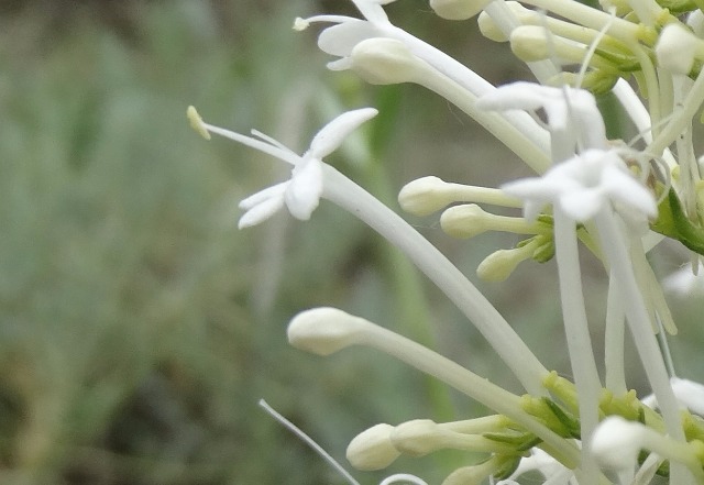 Centranthus longiflorus