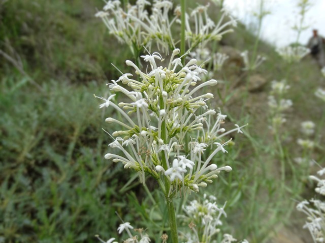 Centranthus longiflorus