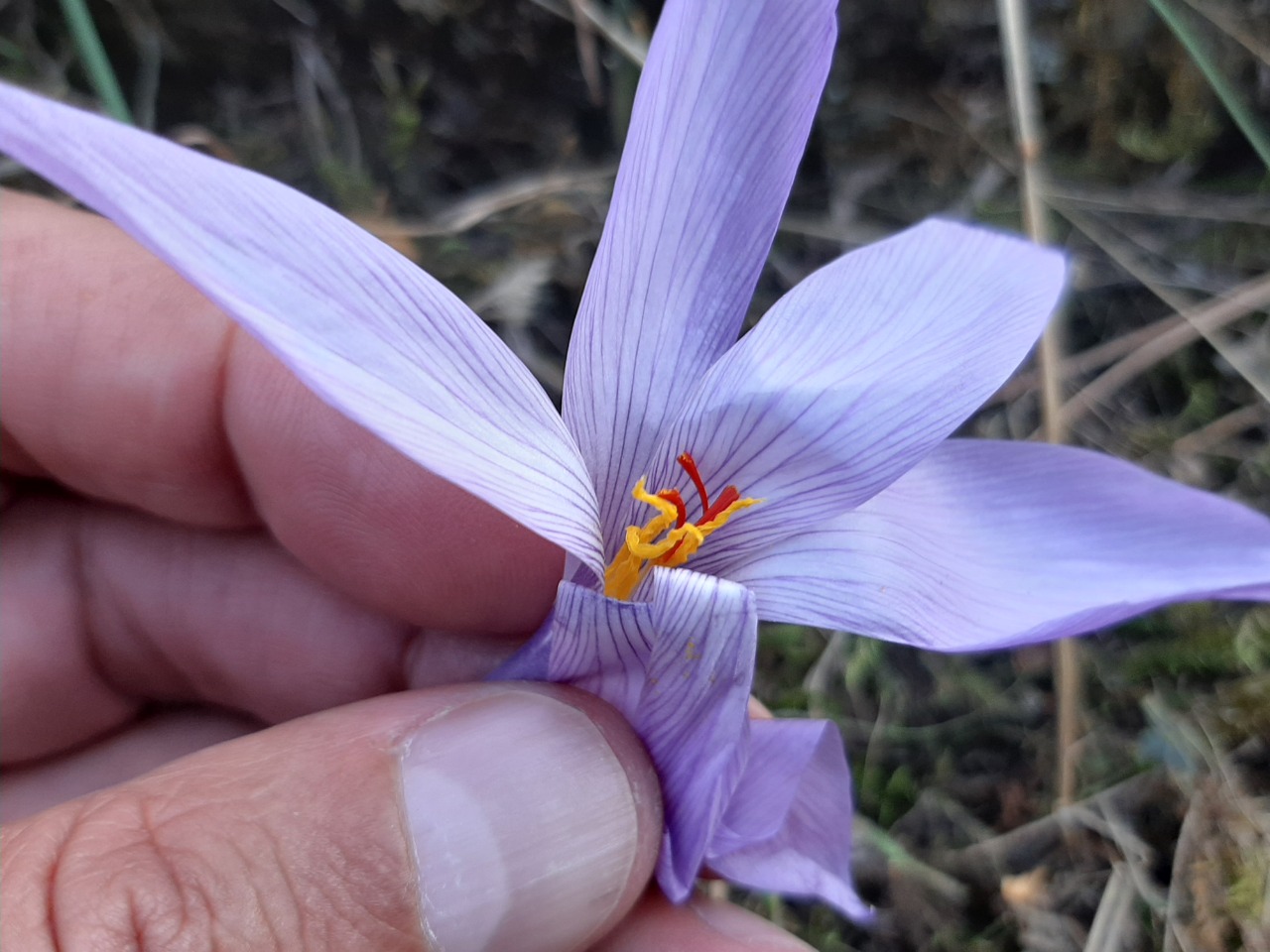 Crocus pallasii