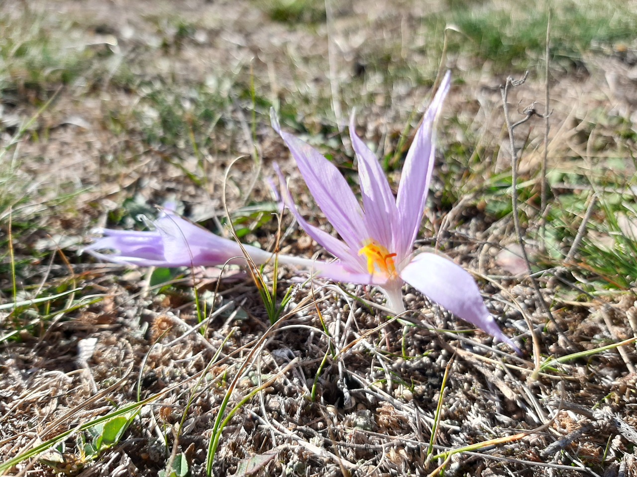 Crocus pallasii