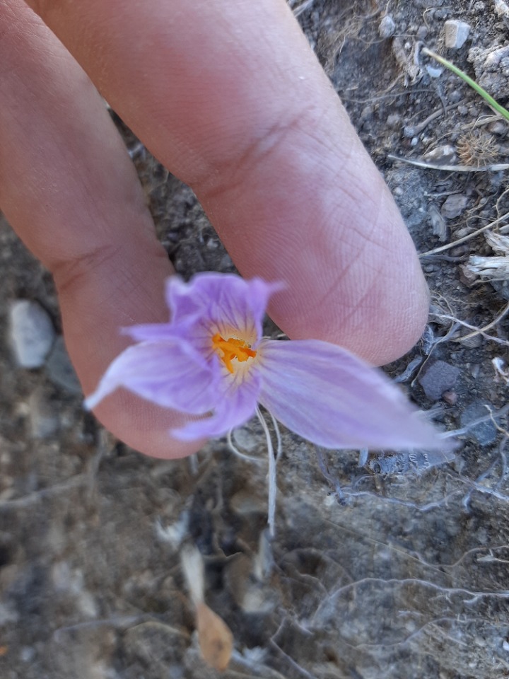 Crocus pallasii