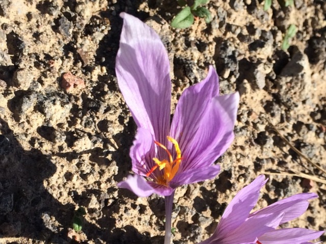 Crocus pallasii