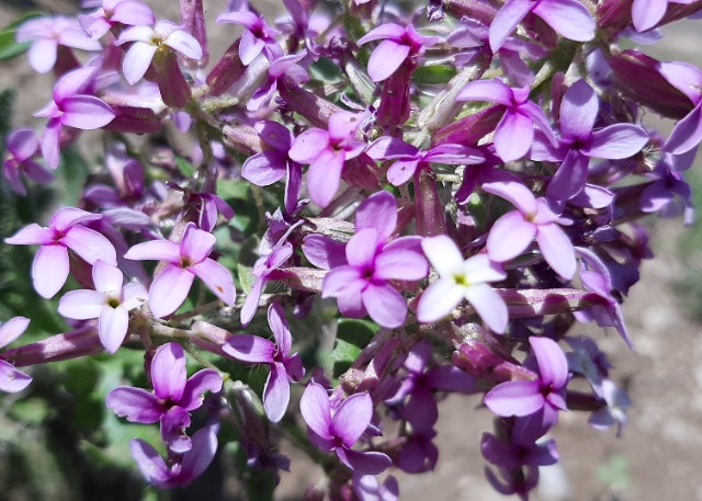 Hesperis isatidea