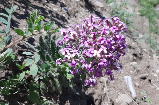 Hesperis isatidea