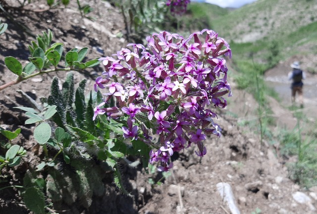 Hesperis isatidea