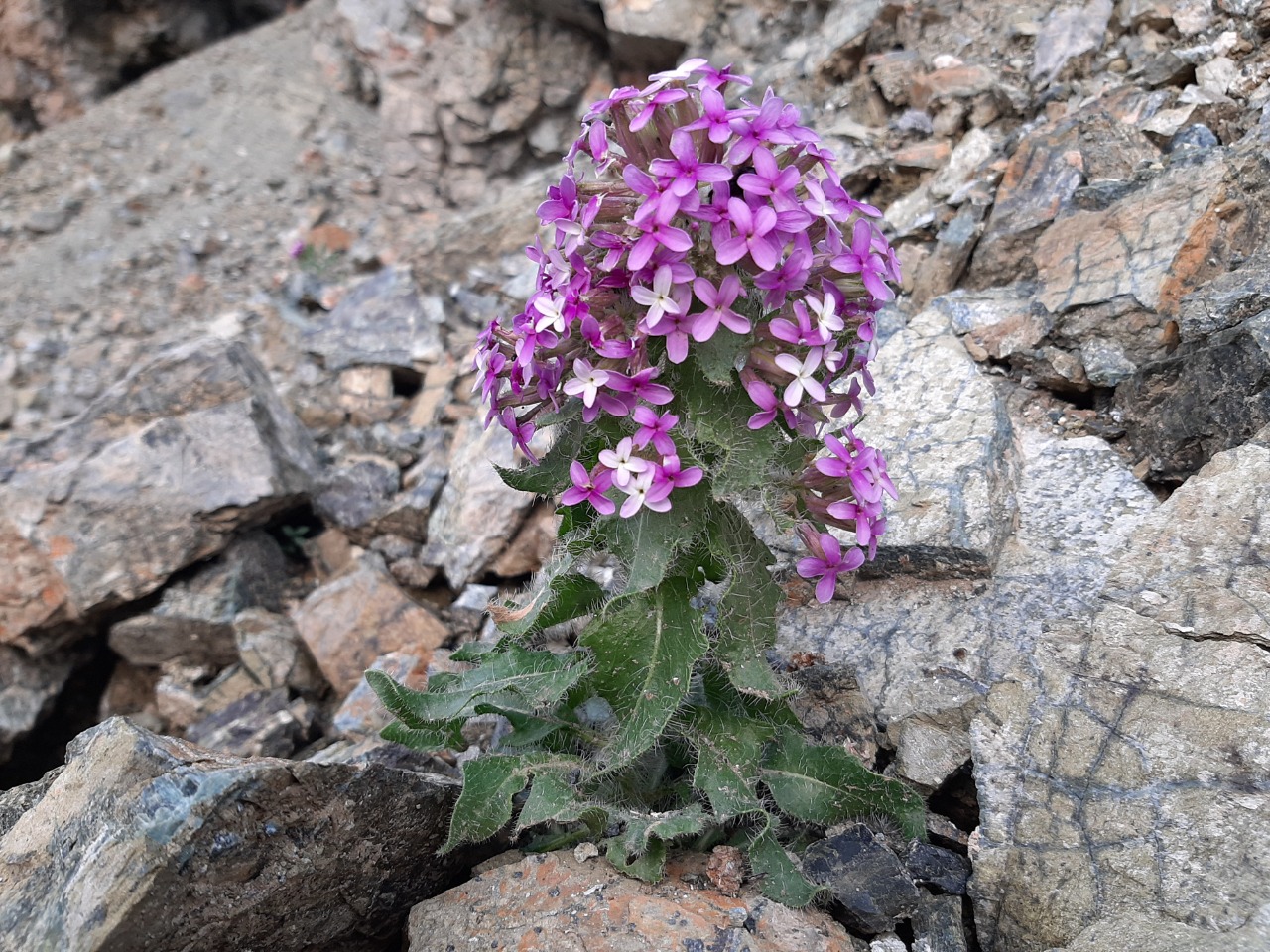 Hesperis isatidea