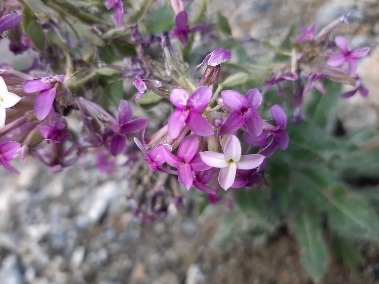 Hesperis isatidea