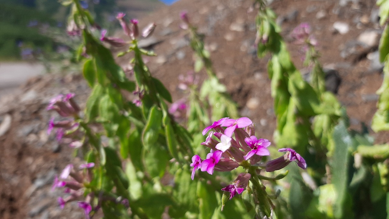 Hesperis isatidea