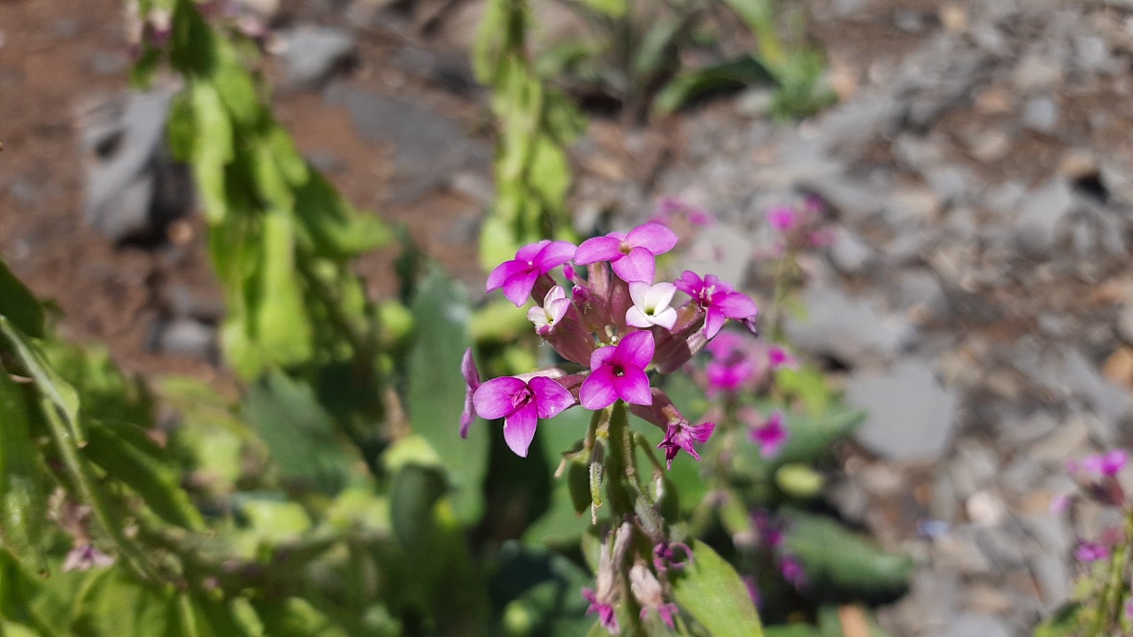 Hesperis isatidea