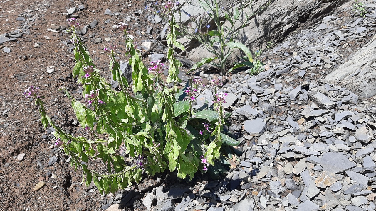 Hesperis isatidea