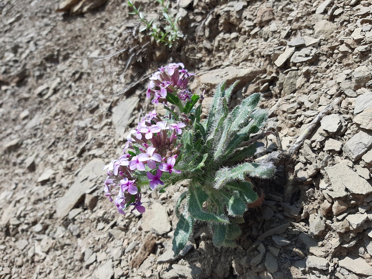 Hesperis isatidea